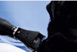 CEPILLO PARA MASCOTAS